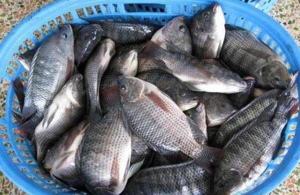 羅非魚是哪來(lái)的？羅非魚和鯽魚有關(guān)系嗎？