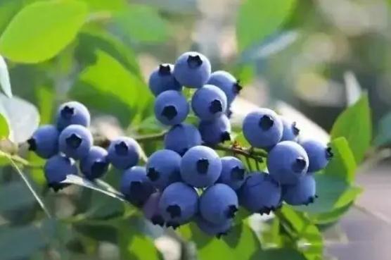 藍(lán)莓的營(yíng)養(yǎng)價(jià)值有哪些？?jī)和运{(lán)莓的好處和壞處？