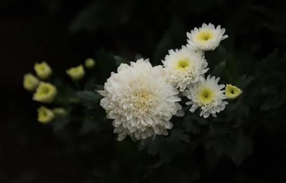 菊花可以吃嗎？菊花應(yīng)該怎么吃？