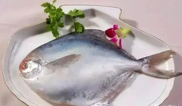 白鯧魚有哪些功效與作用？白鯧魚的營養(yǎng)價(jià)值