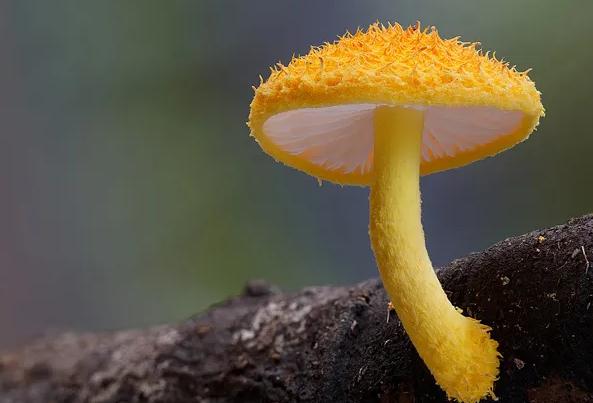 山上采的蘑菇怎樣洗才能干凈？干蘑菇怎么吃？
