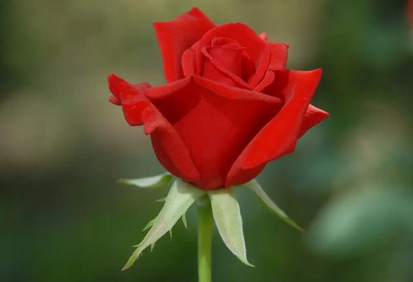 玫瑰的花語是什么？一朵玫瑰花代表什么意思？