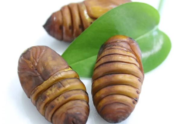 蠶結(jié)繭后幾天變成蠶蛹？蠶蛹怎么取出來？