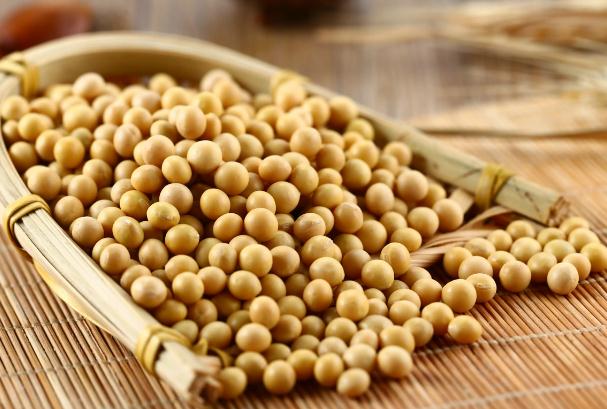 泡好的黃豆放冰箱能放幾天？黃豆怎么發(fā)豆芽？