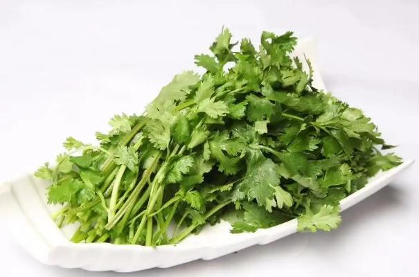 新鮮香菜能放多長時間？沒有冰箱怎么保存香菜？