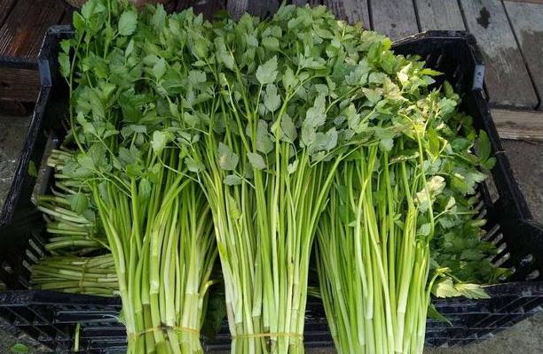 有毒的野芹菜長得怎樣的？野芹菜有毒嗎？