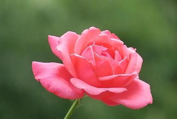 月季花直接插土里能活嗎？月季花5月扦插當年會開花嗎？