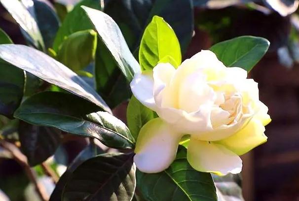 梔子花可以吃嗎？新鮮梔子花的吃法有哪些？