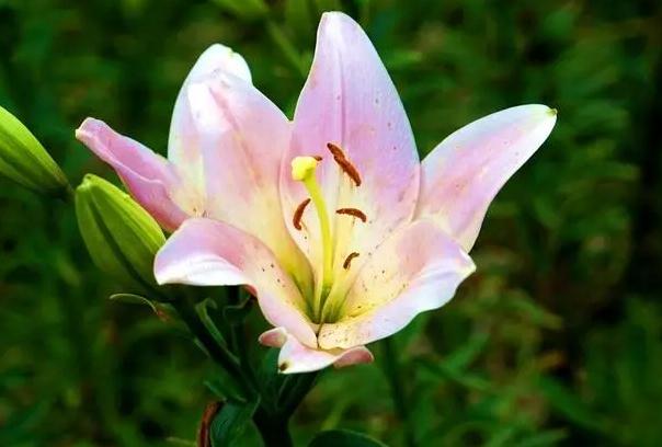 水養(yǎng)百合要曬太陽嗎？百合種多久開花？