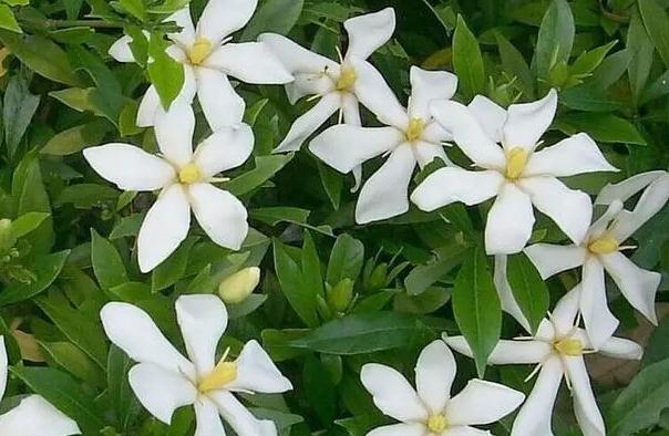 喝梔子花茶有什么好處？什么人不能喝梔子花茶？