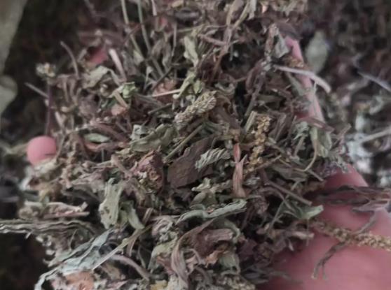 車前草能治痛風嗎 清熱利尿,祛痰解毒,治療水腫