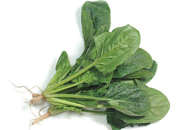 吃菠菜會變黑嗎 促進(jìn)培養(yǎng)細(xì)胞增殖,抗氧化