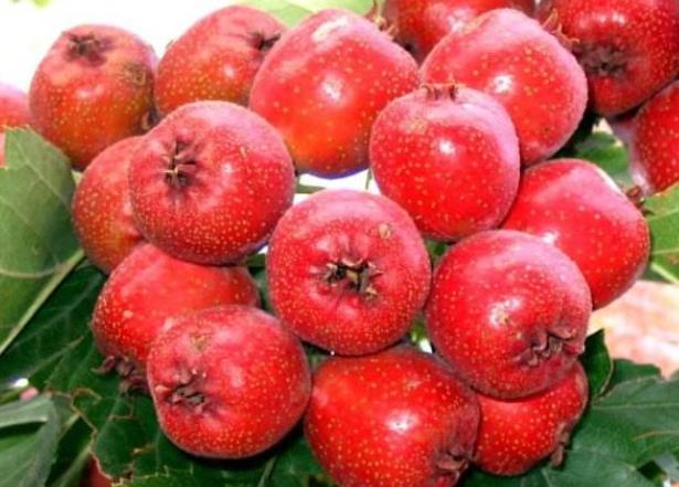 吃山楂會(huì)上火嗎 熱性水果,過量吃痰濕加重