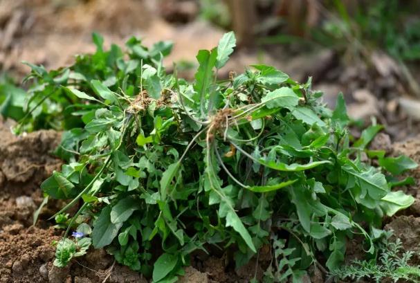 薺菜怎么挑選？吃薺菜怎么焯水？