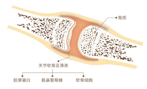 日常養(yǎng)護關(guān)節(jié)軟骨，有哈藥氨糖幫忙更高效