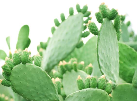 種植仙人掌的過(guò)程 選土,澆水,施肥,繁殖