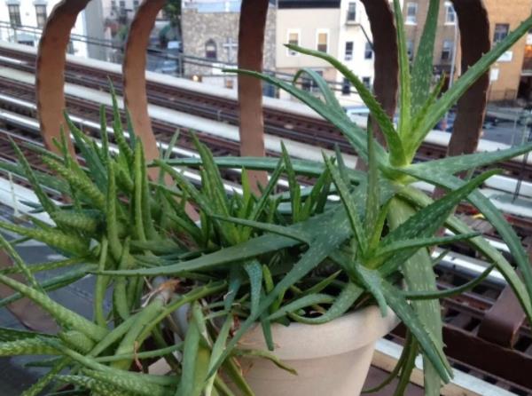 蘆薈如何進行水培 取植株修剪掉病葉枯葉消毒上盆