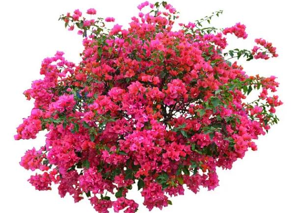怎么樣三角梅開花最快 控水逼根充足光照補(bǔ)充養(yǎng)分