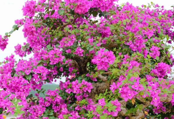 三角梅可以澆啤酒嗎 充當(dāng)營(yíng)養(yǎng)液促進(jìn)植株生長(zhǎng)需稀釋