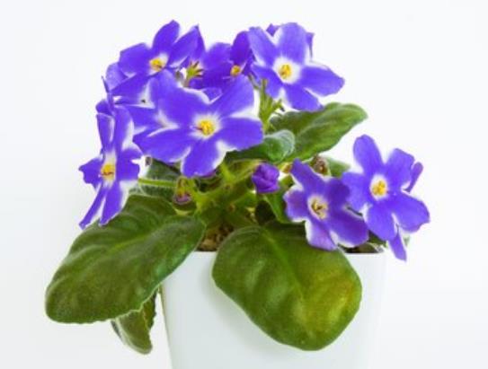 紫羅蘭適合放在室內(nèi)養(yǎng)嗎 花香濃郁吸入喉嚨會感到不適