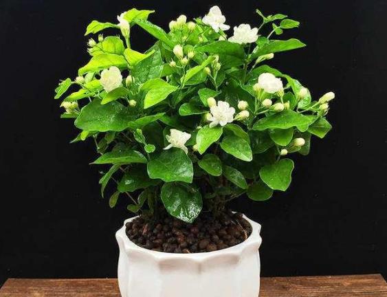 茉莉花怎么進行扦插 剪取枝條配制基質(zhì)插枝養(yǎng)護