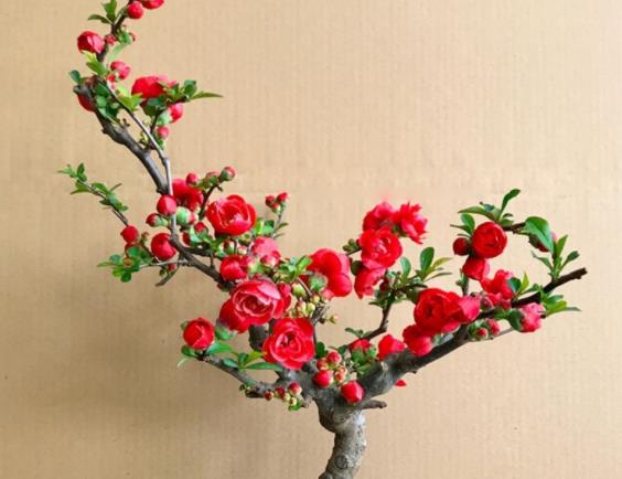 梅花什么時候換盆好 3-4月份的陰天進(jìn)行