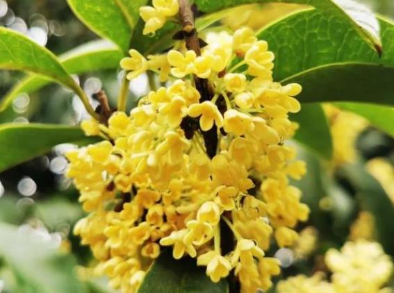 種植桂花怎么澆水 不同生長期內(nèi)對需求量有差異