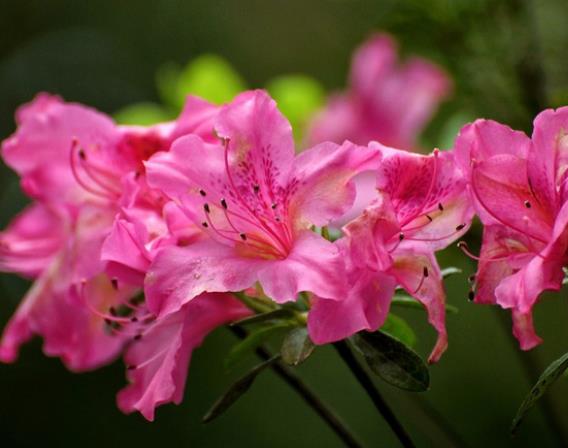 養(yǎng)杜鵑花真的不吉利嗎 源于杜鵑啼血,養(yǎng)殖不好影響運(yùn)氣