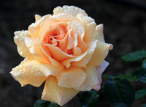 月季花的養(yǎng)殖方法 整地苗木處理栽植后期養(yǎng)護(hù)