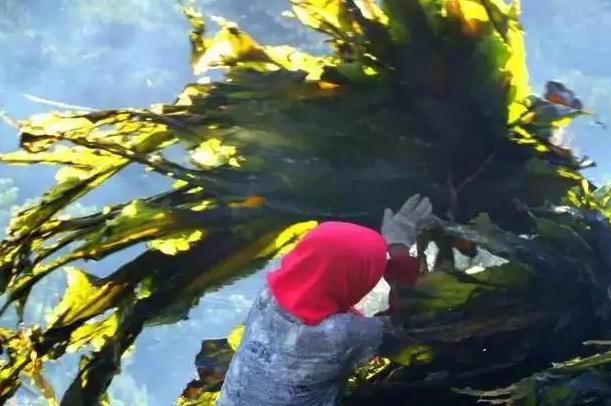一洗就爛的海帶能吃嗎？煮熟的海帶隔夜能吃嗎？
