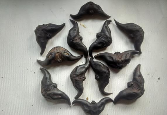 寶寶可以吃菱角嗎 味甘無(wú)副作用,忌過量