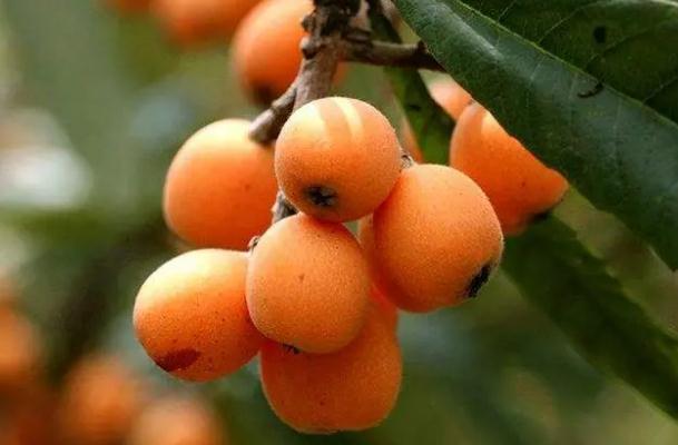 枇杷的營(yíng)養(yǎng)成分有哪些？枇杷的作用有哪些？