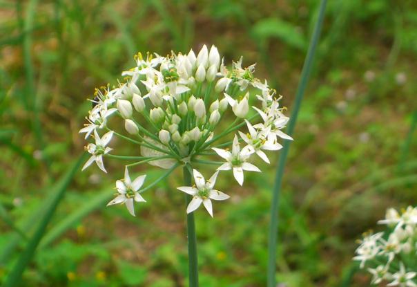 韭菜花醬發(fā)酵時間是多久？韭菜花醬可以長期儲存嗎？