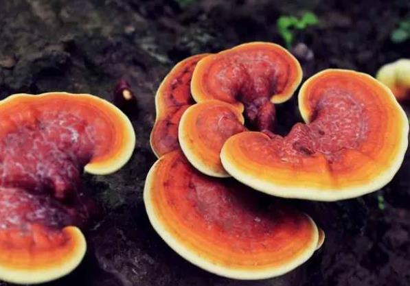 靈芝發(fā)霉了還能吃嗎 霉菌毒素對健康造成危害