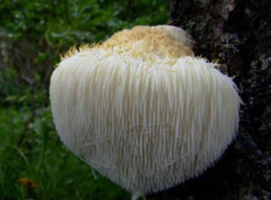 吃猴頭菇會(huì)影響腎臟嗎 過量加重代謝負(fù)擔(dān)引發(fā)不適