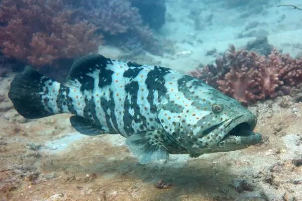 糖尿病可以吃石斑魚嗎？石斑魚什么部位最好吃？