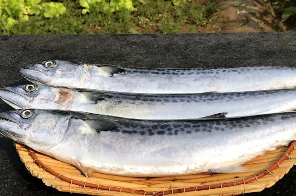 燕鲅魚和鮐鲅魚的區(qū)別有哪些？鲅魚熱量是多少？