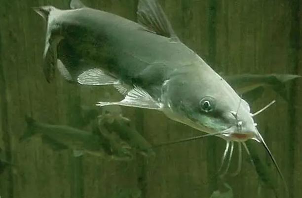 鯰魚哪些地方不能吃？吃鯰魚要注意什么？