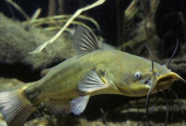 鯰魚怎么處理干凈？鯰魚怎么去除粘液？