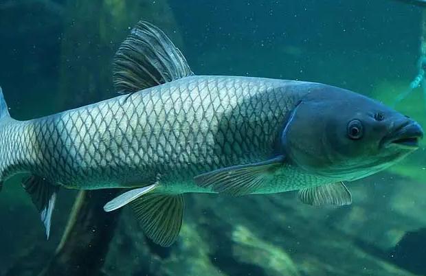 新鮮草魚怎么保存？草魚能生吃嗎？
