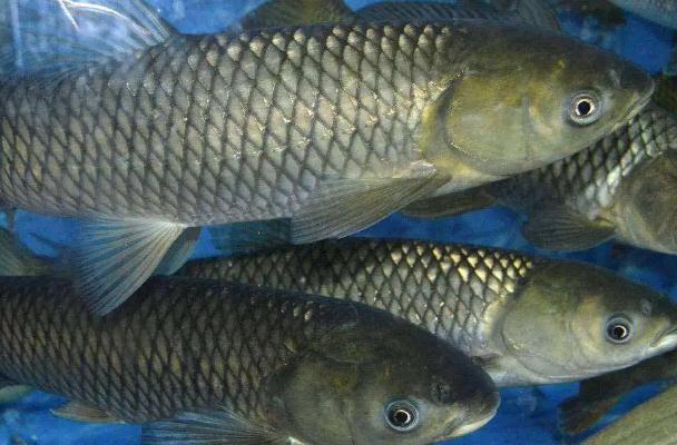 怎么挑選草魚(yú)？草魚(yú)是海鮮嗎？