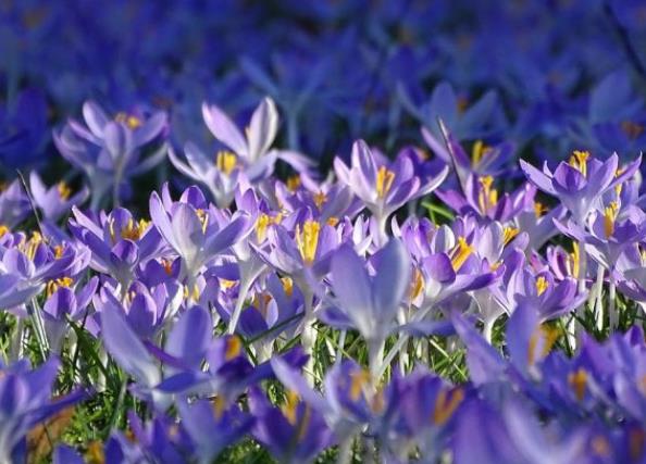 藏紅花可以天天喝嗎 過量引起精神亢奮、上火等不良反應(yīng)