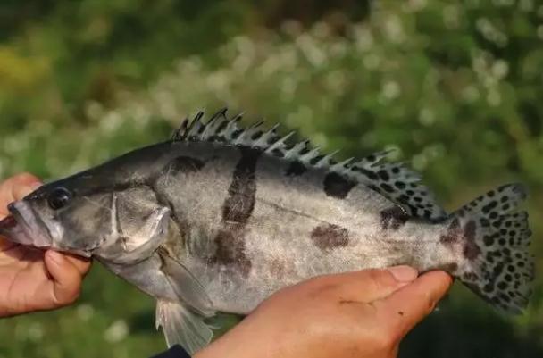 桂魚刺多嗎？桂魚是淡水魚嗎？