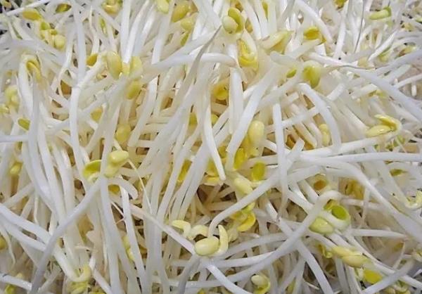 豆芽沒熟可以吃嗎 皂素血球凝結素造成中毒