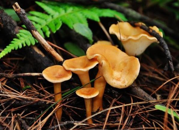 新鮮蘑菇可以冷凍保存嗎 暫時抑制細(xì)菌繁殖