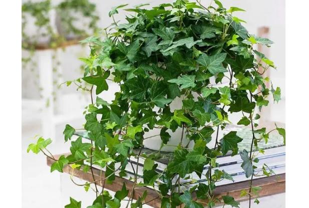 適合室內(nèi)種植的藤蔓植物有哪些？家中種帶刺的植物好不好？