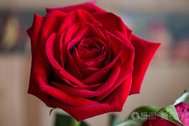 代表愛情的花 ？花的象征意義是什么？