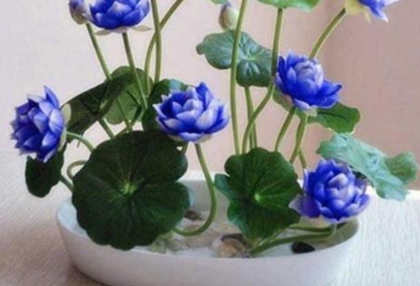 擺放在客廳的植物有哪些？室內(nèi)花有哪些是水種植物？