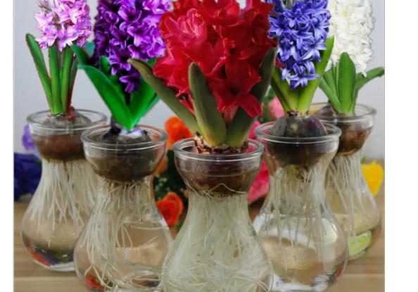 家里放什么植物好？搬家需要什么植物寓意好？