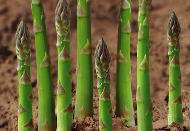 蘆筍放久了還能吃嗎 易滋生細(xì)菌而腐壞變質(zhì),及時食用
